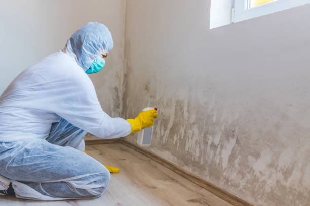 Licensed Mold Inspection service in Chestnut Hill, MA - WQB Mold Removal